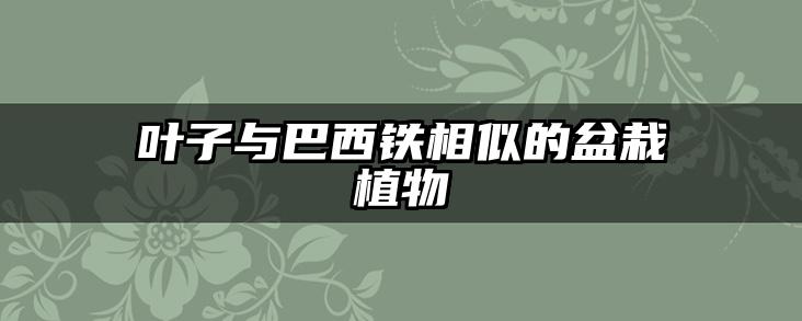 叶子与巴西铁相似的盆栽植物