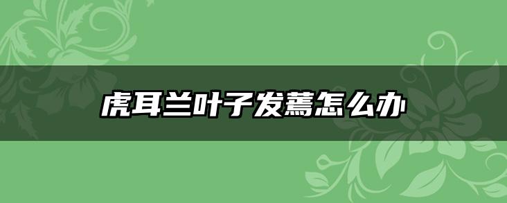虎耳兰叶子发蔫怎么办