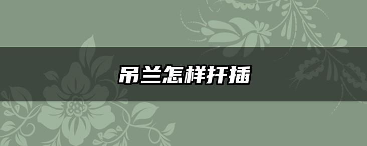 吊兰怎样扦插