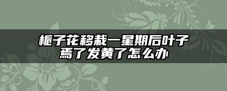 栀子花移栽一星期后叶子焉了发黄了怎么办