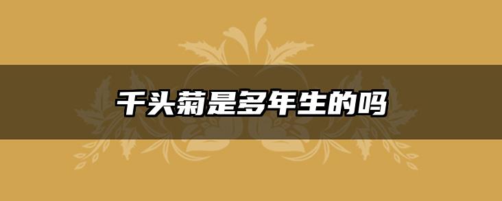 千头菊是多年生的吗