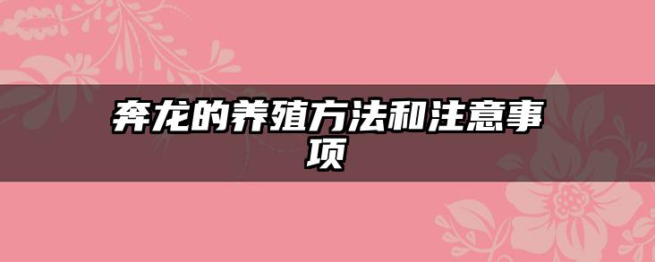 奔龙的养殖方法和注意事项
