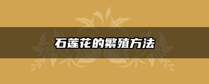 石莲花的繁殖方法