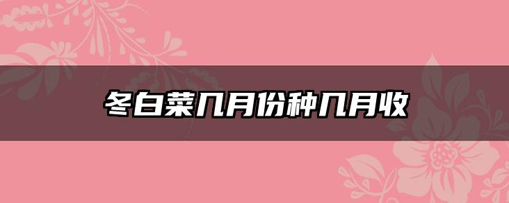 冬白菜几月份种几月收