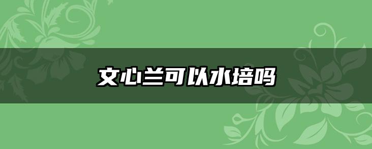 文心兰可以水培吗