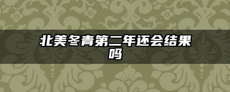 北美冬青第二年还会结果吗