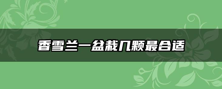 香雪兰一盆栽几颗最合适
