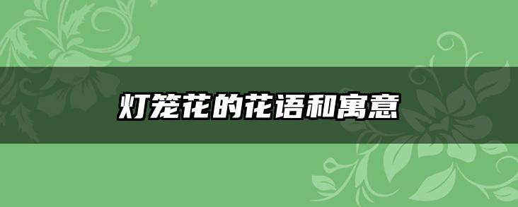 灯笼花的花语和寓意