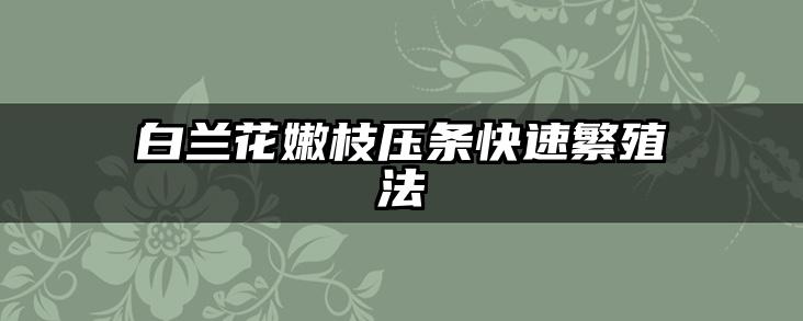 白兰花嫩枝压条快速繁殖法