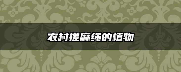 农村搓麻绳的植物