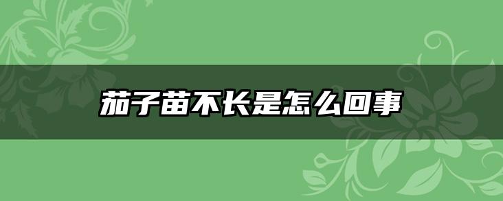 茄子苗不长是怎么回事