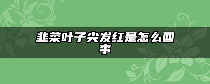 韭菜叶子尖发红是怎么回事
