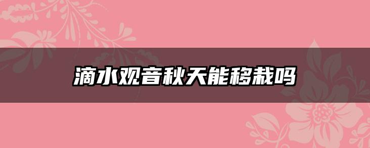 滴水观音秋天能移栽吗