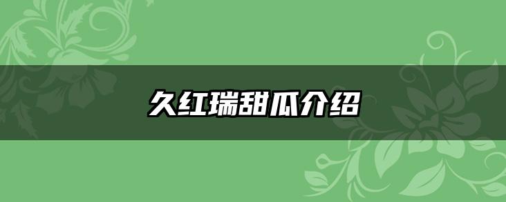 久红瑞甜瓜介绍