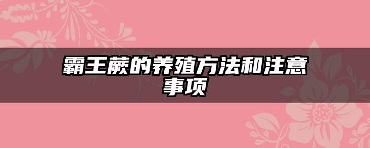 霸王蕨的养殖方法和注意事项