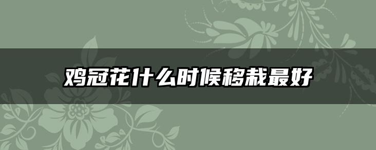 鸡冠花什么时候移栽最好
