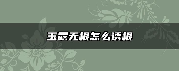 玉露无根怎么诱根