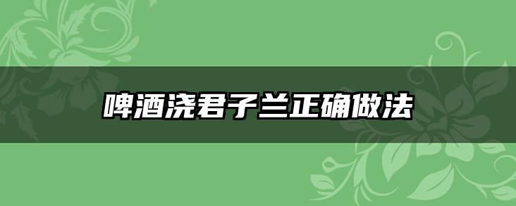 啤酒浇君子兰正确做法