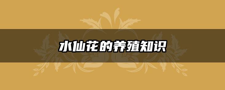 水仙花的养殖知识