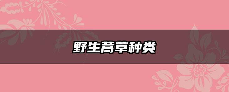 野生蒿草种类