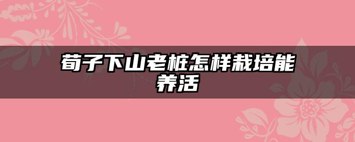 荀子下山老桩怎样栽培能养活