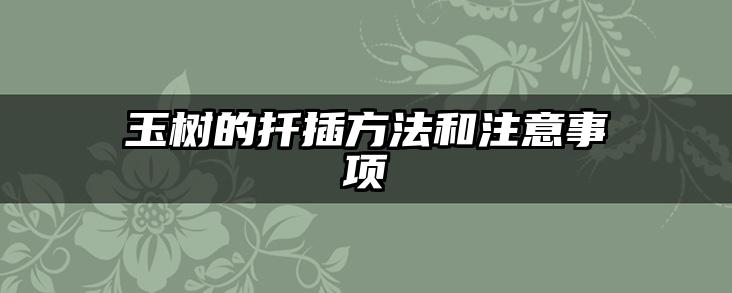 玉树的扦插方法和注意事项