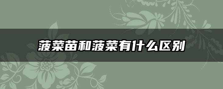 菠菜苗和菠菜有什么区别