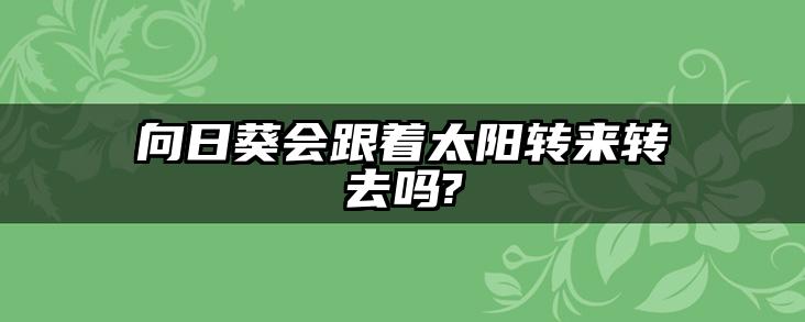 向日葵会跟着太阳转来转去吗?