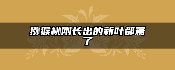 猕猴桃刚长出的新叶都蔫了