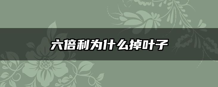 六倍利为什么掉叶子