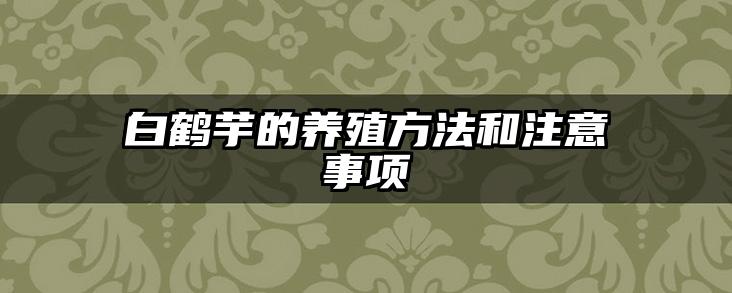 白鹤芋的养殖方法和注意事项