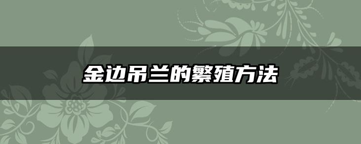 金边吊兰的繁殖方法