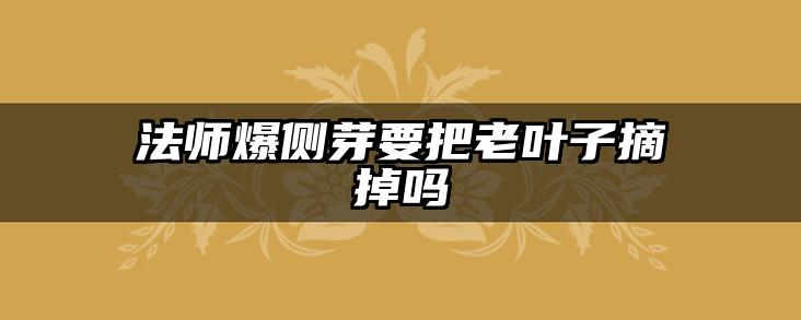 法师爆侧芽要把老叶子摘掉吗