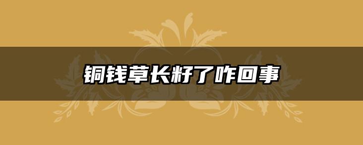 铜钱草长籽了咋回事