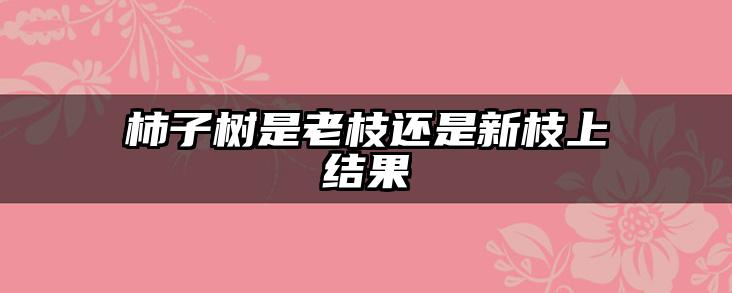 柿子树是老枝还是新枝上结果