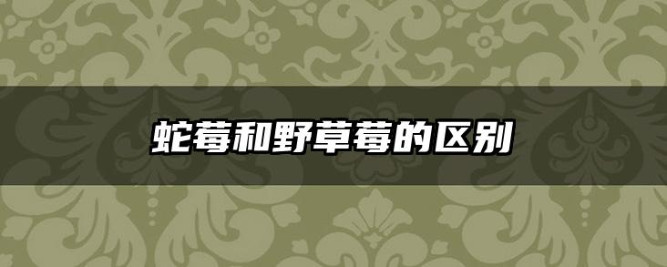 蛇莓和野草莓的区别