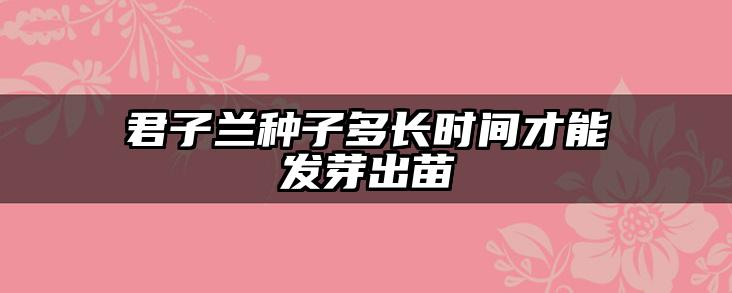 君子兰种子多长时间才能发芽出苗