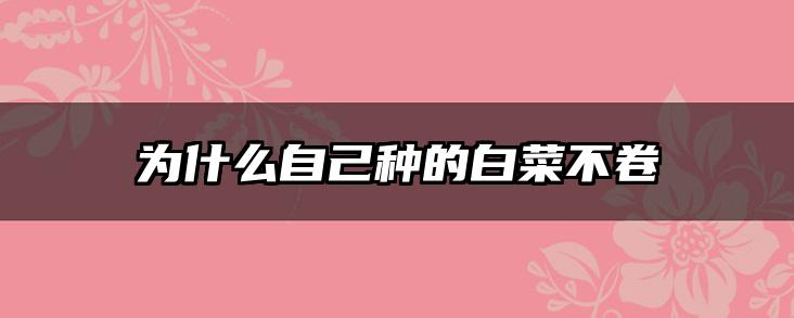 为什么自己种的白菜不卷