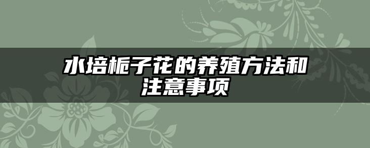 水培栀子花的养殖方法和注意事项