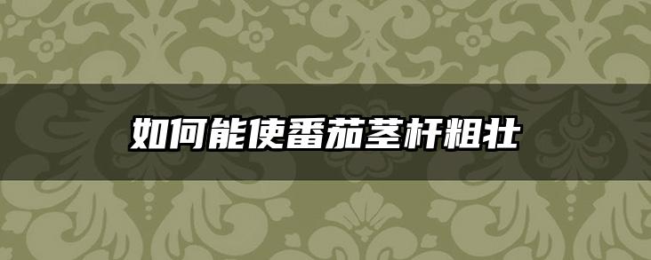 如何能使番茄茎杆粗壮