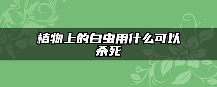 植物上的白虫用什么可以杀死