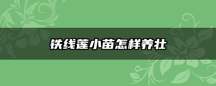 铁线莲小苗怎样养壮