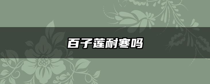 百子莲耐寒吗