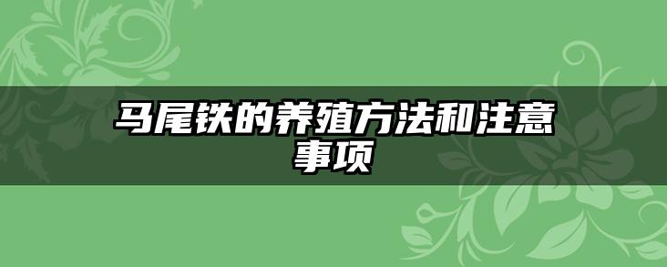 马尾铁的养殖方法和注意事项