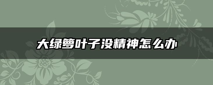 大绿箩叶子没精神怎么办