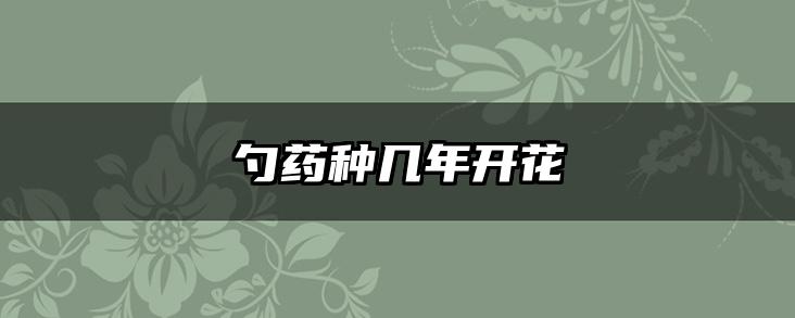 勺药种几年开花