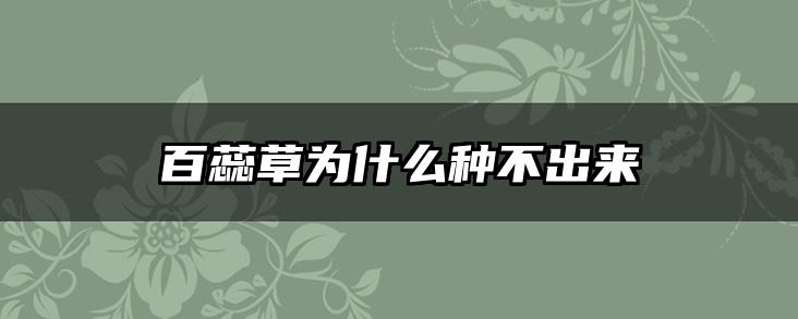 百蕊草为什么种不出来
