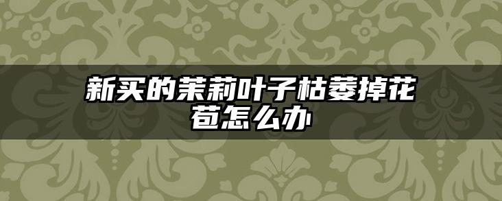 新买的茉莉叶子枯萎掉花苞怎么办
