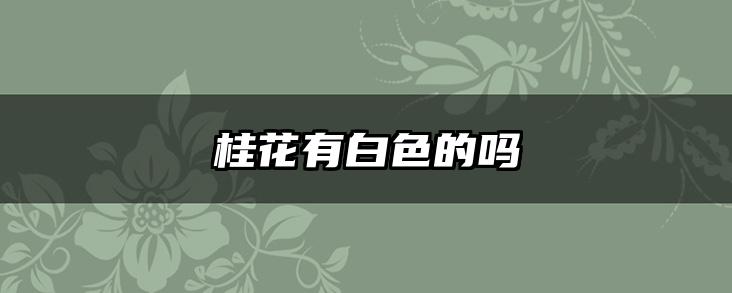 桂花有白色的吗