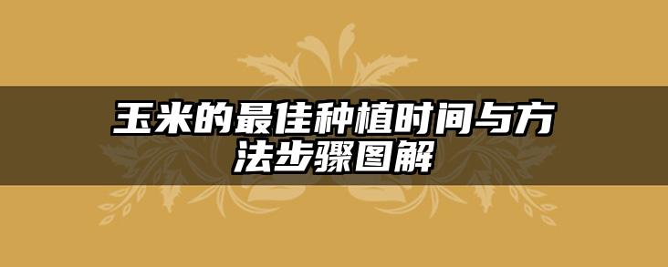 玉米的最佳种植时间与方法步骤图解